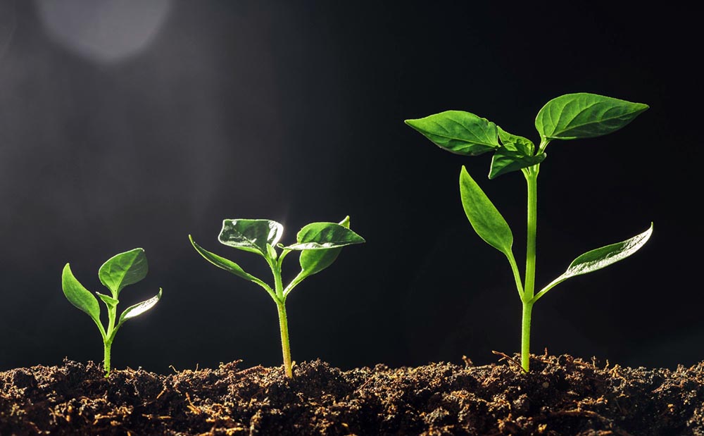 Dal giardino al business: Il Talento è dappertutto.